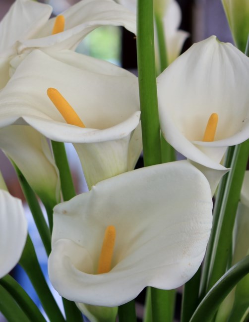 Obituary of Halida Gaud Caraballo