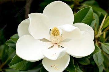 Obituary of Alishia Gene Nelson