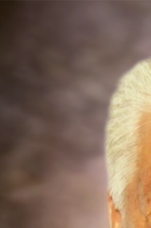 Share Obituary for Alfonso Hernandez Las Vegas, NV