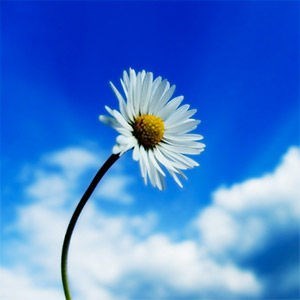 Obituary of Joyce Marilyn Fischer