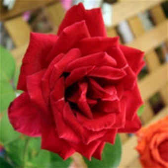 Obituary of Janet Marie Williams