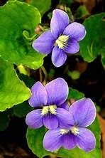 Obituary of Grace A. Harman