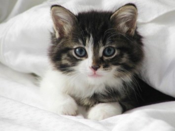 Obituary of Carol Jean Morehouse