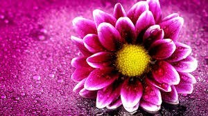 Obituary of Marian Elaine Shipley