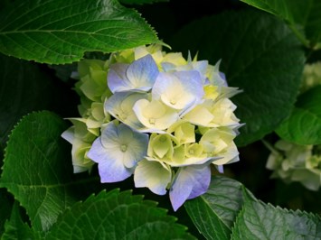 Obituary of Esther Maybruch