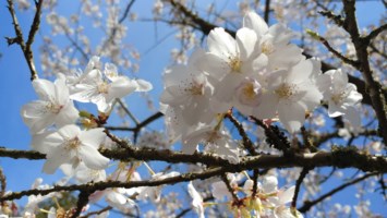 Obituary of Ngoc Anh Nguyen