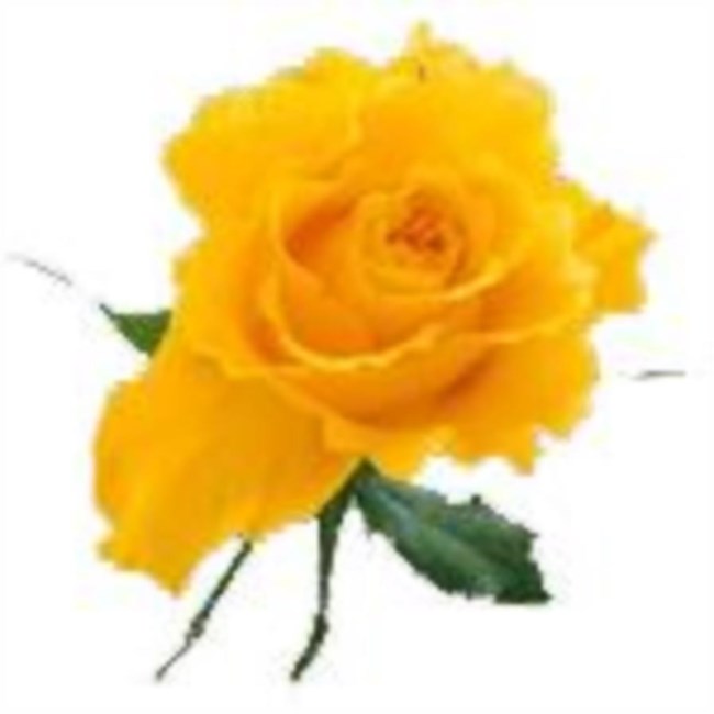 Obituary of Freda Sanders Johnson