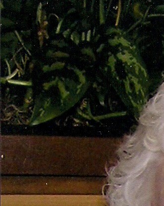 Norene Lightbody Obituary Las Vegas, NV