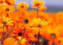 Obituary of Louise Rose Luni