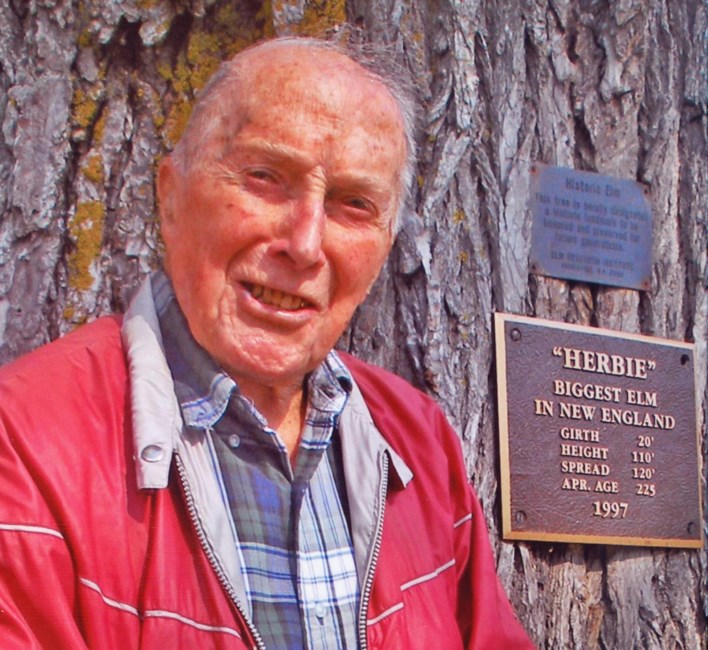 Obituary of Frank The Tree Man A Knight
