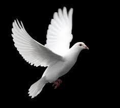 Obituary of James Martin Stepp