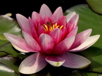 Obituary of Jane Deetz Calderon