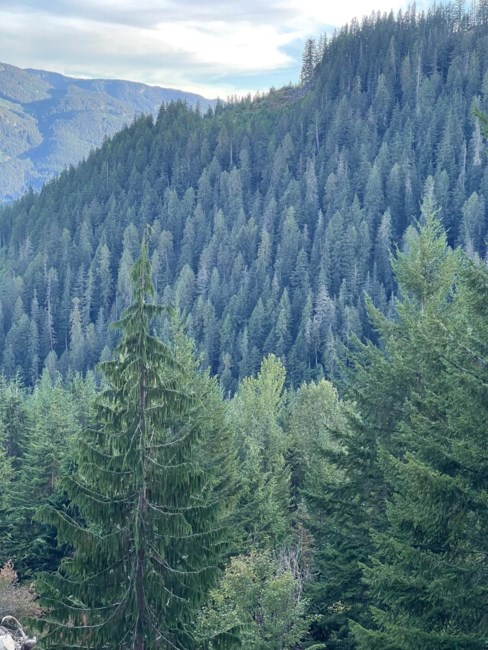 Obituary of Stephanie Geraldine Thomas