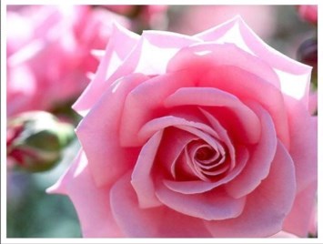 Obituary of Syril M. Godschalk