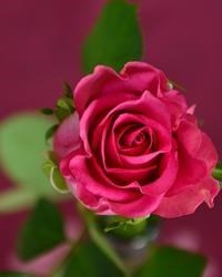 Obituary of Audrey Pike