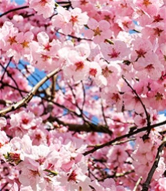 Obituary of Yolanda C. Gazmen