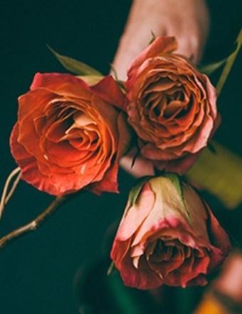 Obituary of Sandra Jean Bonner