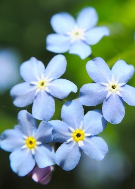 Obituary of Toan Kien Tang