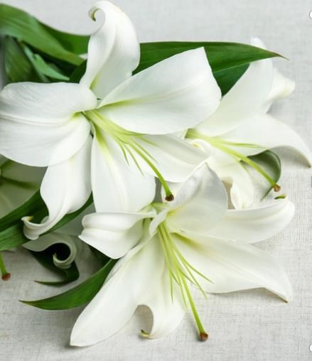 Obituary of Hyman Stanley Harris