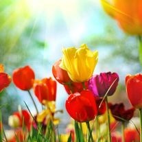 Obituary of Nancy Gloria Eck