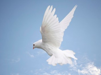 Obituary of Amy Marie Canfield