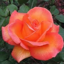 Obituary of Shelly Renee Clark