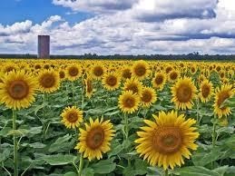 Obituary of Burl Curtis Smith