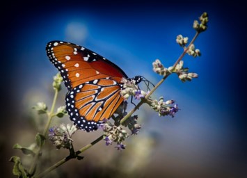 Obituary of Dianne Elaine Cooper