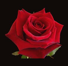 Obituary of Donna Popik