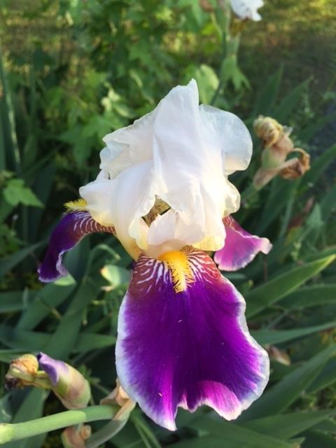 Obituary of Eleanor "Granny" "Peggy" W. Grubbs