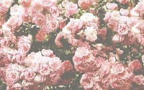 Obituary of Kimberly Marie Nosler