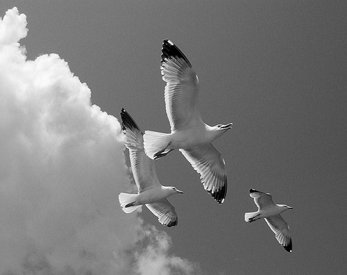 Obituary of Earl Macon Vaughan Sr.