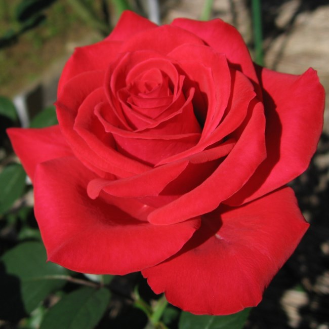 Obituary of Bernice Anderson
