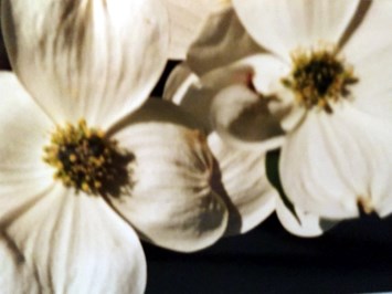 Obituary of Brenda King