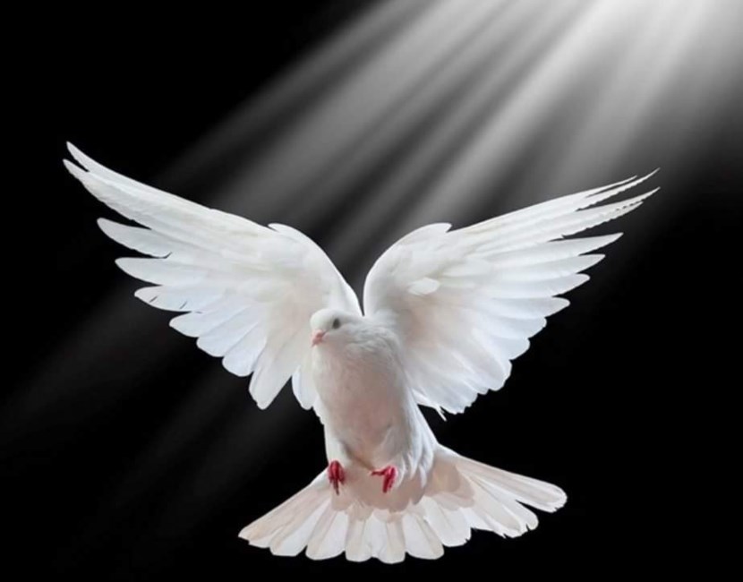 Obituary of Phillip Daniel McLouth