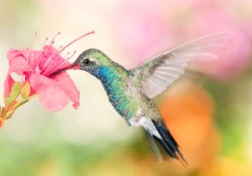 Obituary of Olivia Schramm Hutchison