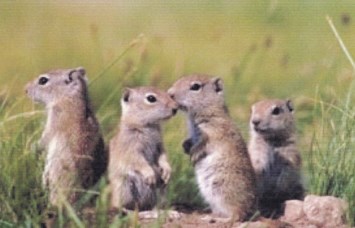 Obituary of Robert Ellis Cotton