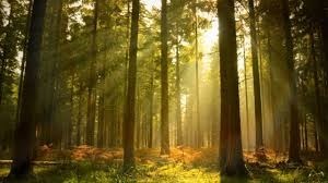 Obituary of Randall James Sanderson