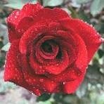 Obituary of Raymond Richard Villegas