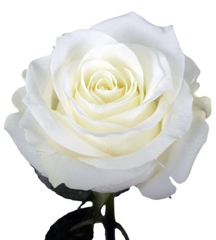 Obituary of Donna Marie Yarborough