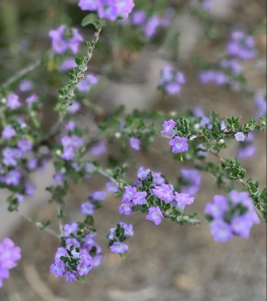 Obituary of Linda Lou Petriskey