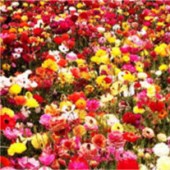 Obituary of Ruth Yucupicio Cabrera