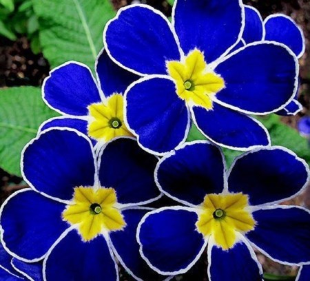 Obituario de Caroline M. Smith