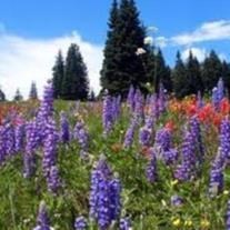 Obituary of Lynne Beverly Tordoff