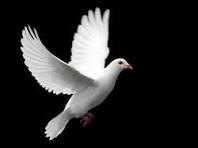 Obituary of Rosa Elena Rodriguez