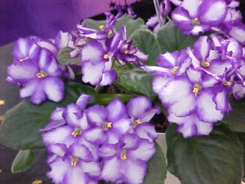 Obituary of Lois Baker Janzer