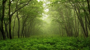 Obituary of William Ellsworth Schwori