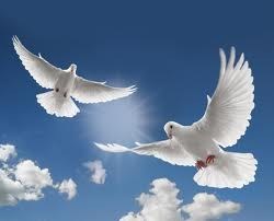 Obituary of Armand E D'Alo