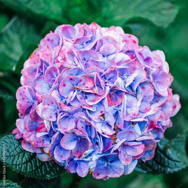 Obituary of Milodene Fries Bolen