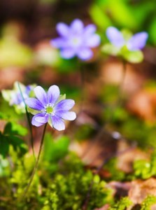 Obituary of Lisa B Fahey